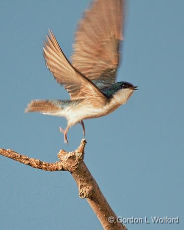 Swallow Taking Flight_25008.jpg - Tree Swallow (Tachycineta bicolor) photographed near Kilmarnock, Ontario, Canada.